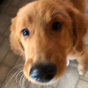 Meet your Posher, Sydney